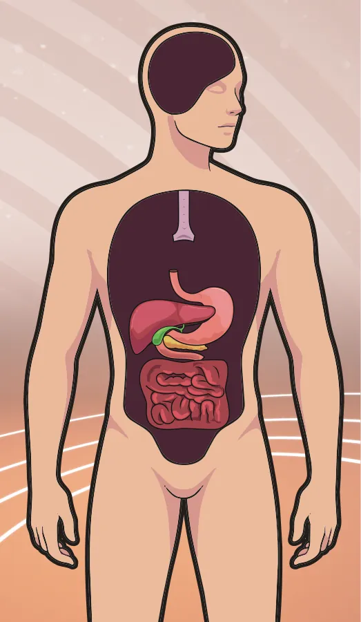 Ilustração de corpo humano com órgãos à mostra