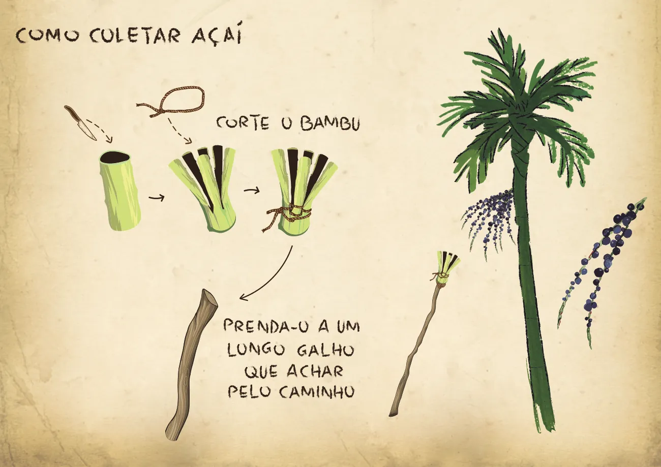 Página ilustrada: Como coletar açaí, peconha e palmeira