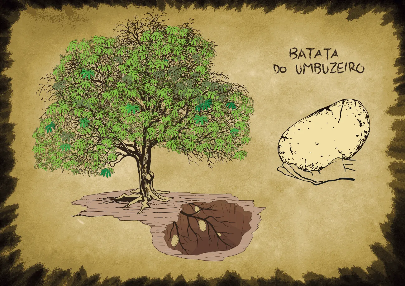 Página ilustrada: Batata do umbuzeiro, árvore e raiz