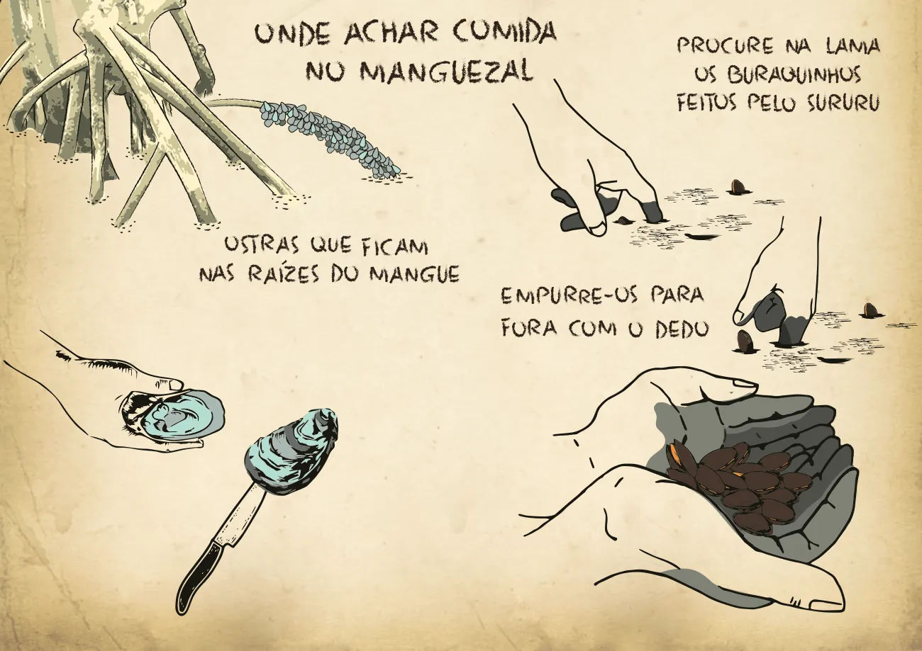 Página ilustrada: Onde achar ostra no manguezal, raízes e mãos